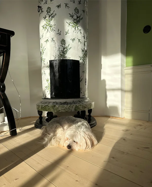 Bild på en hund framför en kakelugn