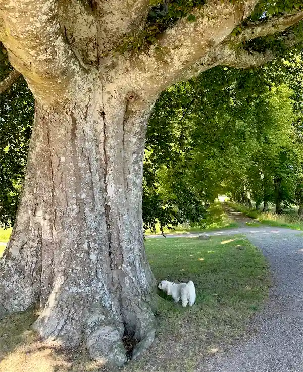 Bild på en hund och ett träd