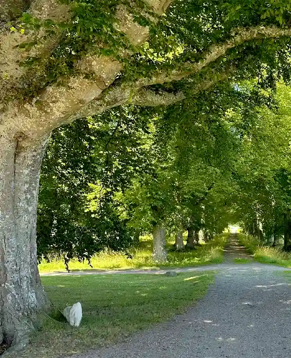 Bild på en hund vid ett träd