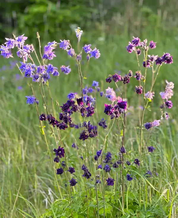 Bild på en blomsteräng