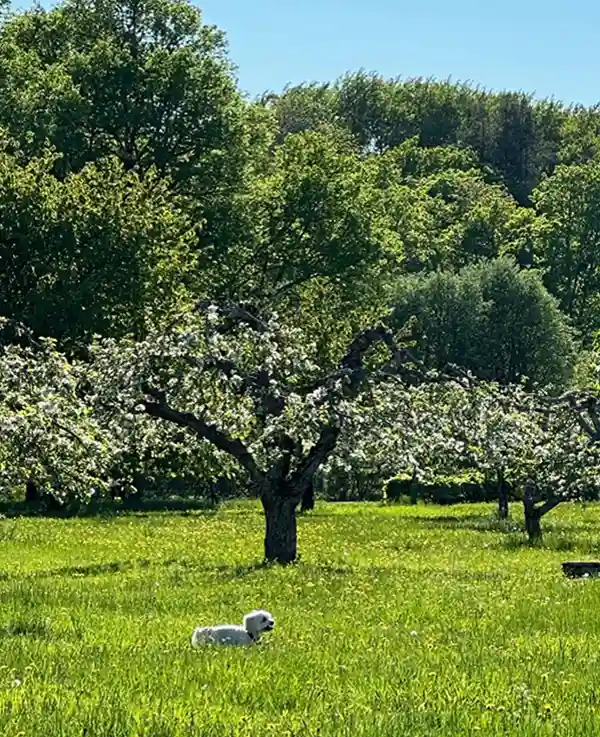 Bild på en hund och äppelträd