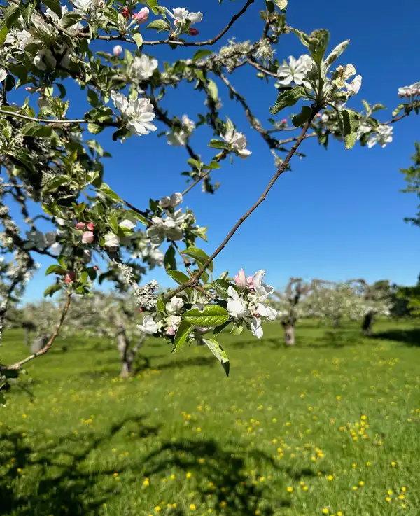 Bild på äppelblom
