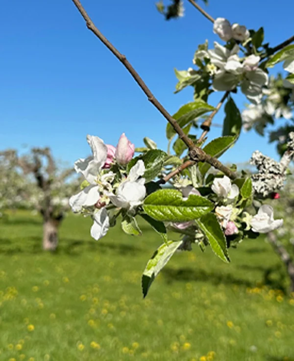 Bild på äppelblom